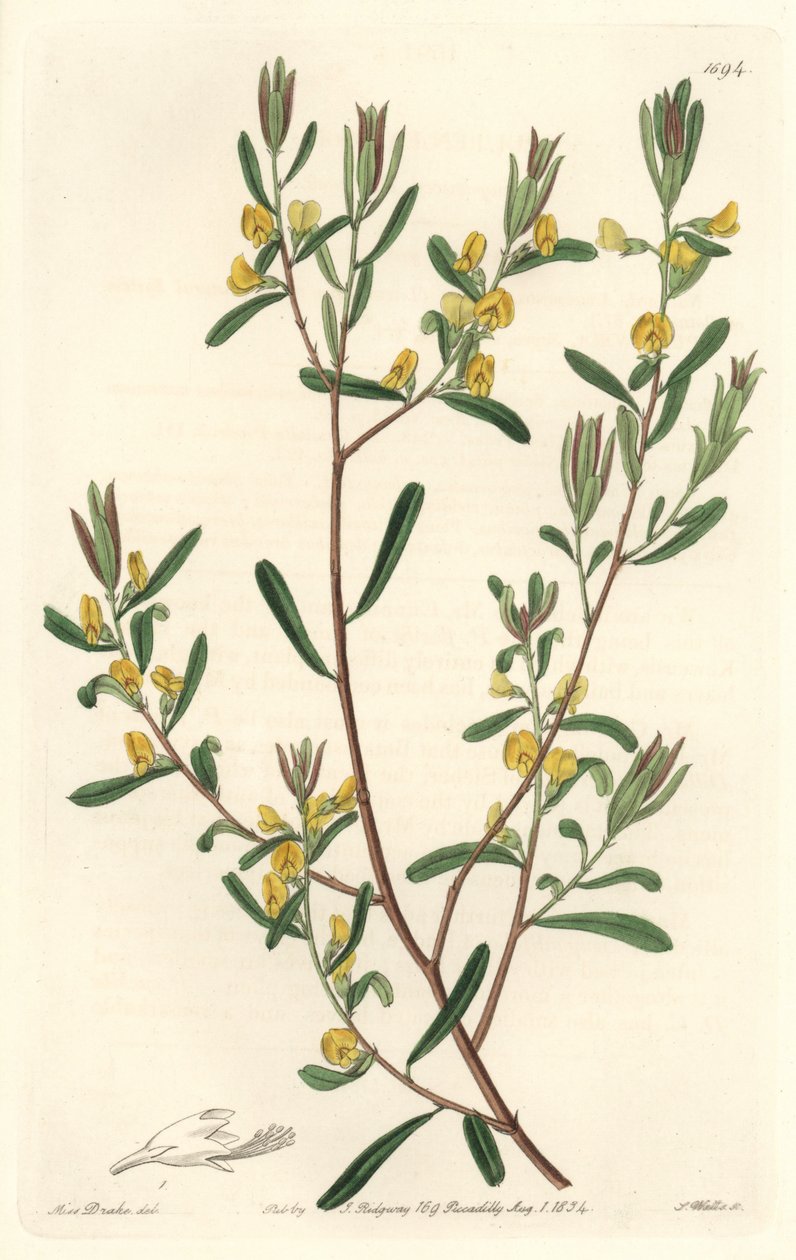 Pultanea flexilis, afkomstig uit Australië - Sterk water door S. Watts naar een illustratie van Sarah Anne Drake (1803-1857), uit het Botanical Register door Sydenham Teast Edwards