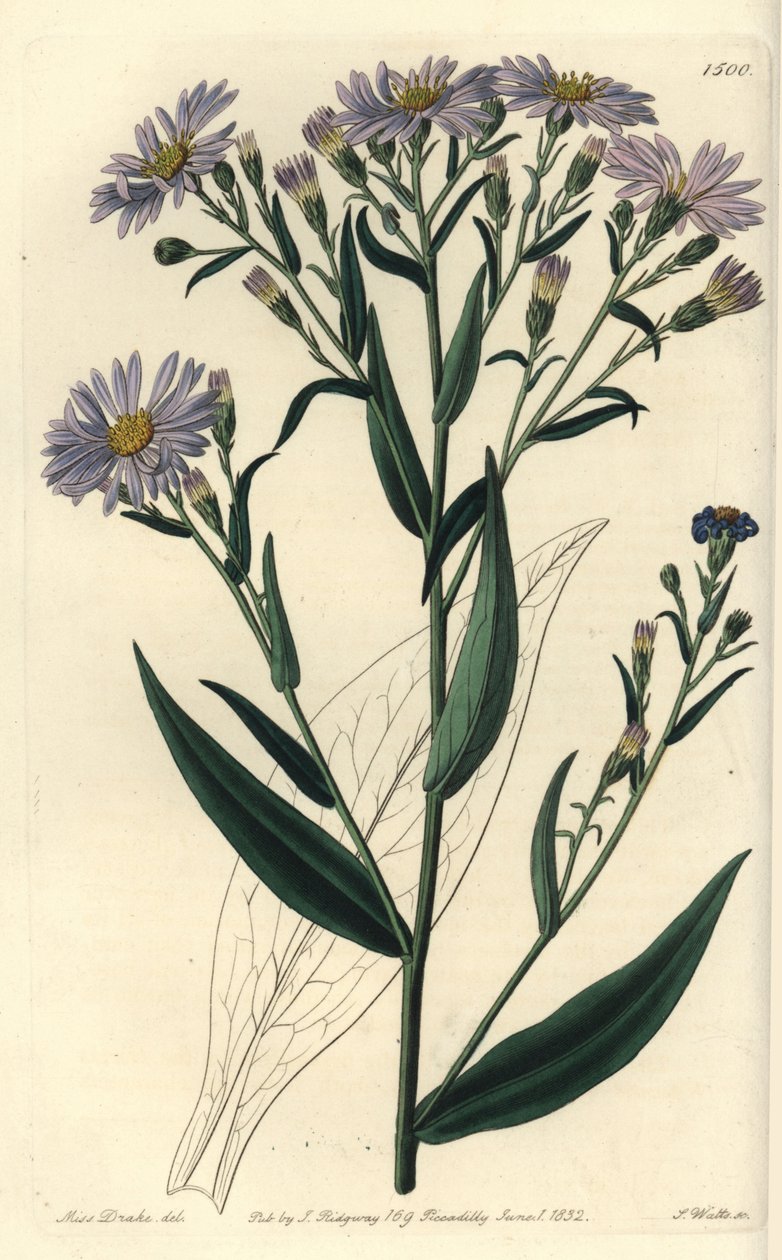 Paarse bloemige aster varieteit - Symphyotrichum laeve (Gladde aster, Aster laevis) door Sydenham Teast Edwards