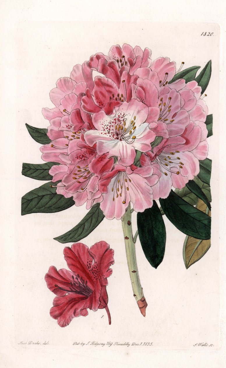 Rhododendron Hybrid Variete - Gegraveerd door S.Watts, uit een illustratie van Sarah Anne Drake (1803-1857), uit het Botanical Register van Sydenham Edwards (1768-1819), Engeland door Sydenham Teast Edwards