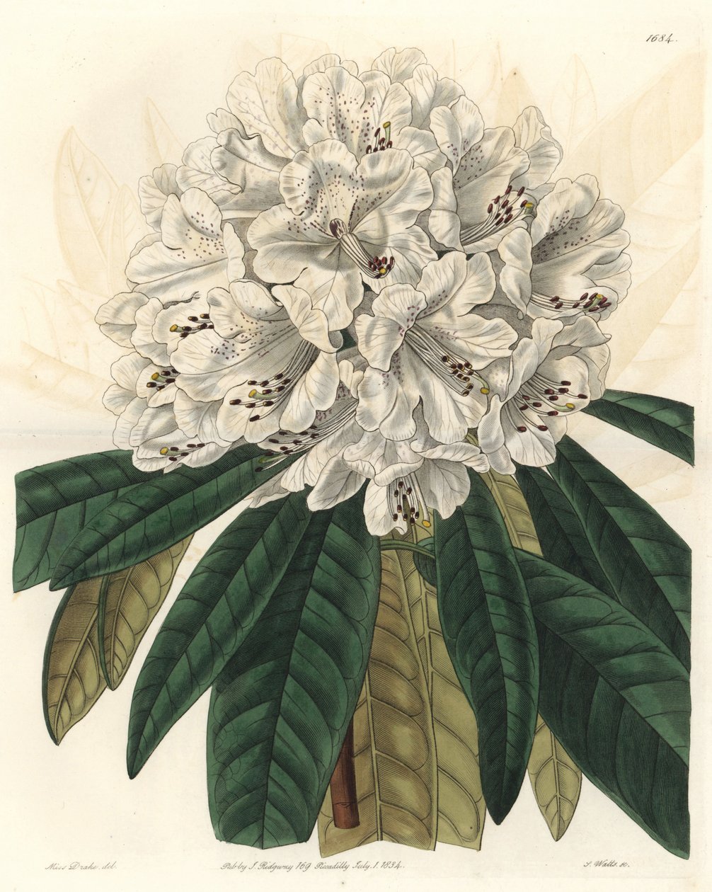 Rhododendron of azalea met witte bloemen, inheems in Nepal door Sydenham Teast Edwards