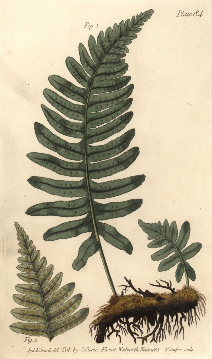 Rotsvaren of polypody, Polypodium vulgare, Filices door Sydenham Teast Edwards