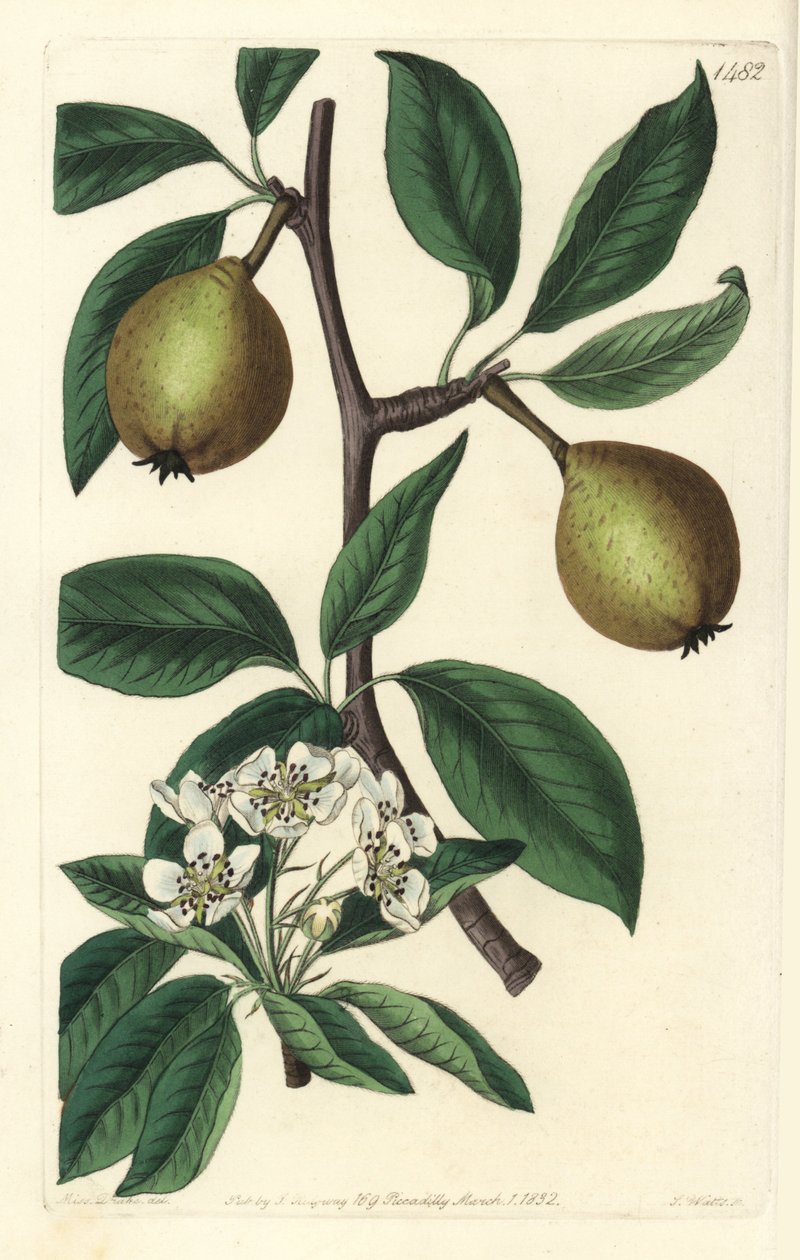 Saliebladige peer - Pyrus salviifolia door Sydenham Teast Edwards