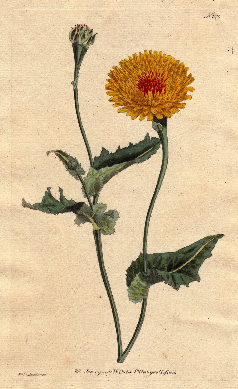 Scorsonere van Tanger of addergras met klaproosblad, gele bloemen met karmozijnrode hart - inheems in Tanger aan de Barbarijse kust door Sydenham Teast Edwards
