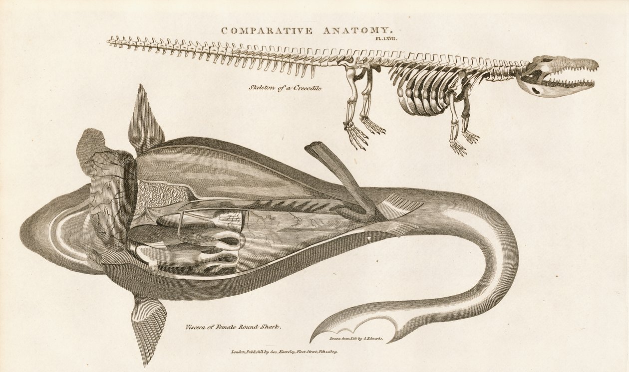 Anatomie van haaien en skelet van krokodillen door Sydenham Teast Edwards