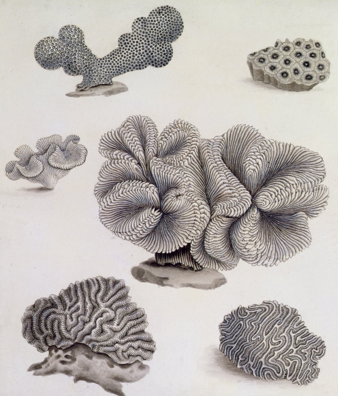 Schelpjes en mariene flora door Sydenham Teast Edwards