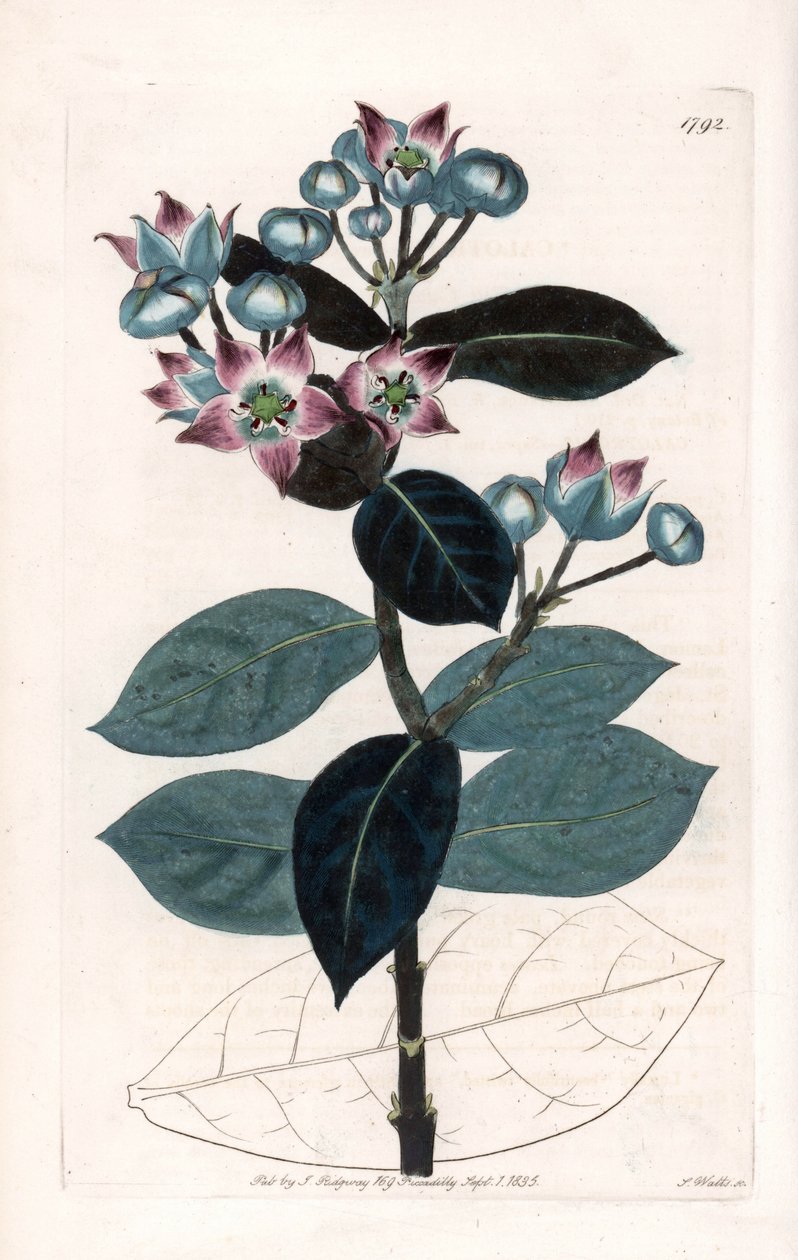 Sodom Appelboom of Zijdeboom - uit het Botanical Register van Sydenham Edwards (1768-1819), Engeland door Sydenham Teast Edwards