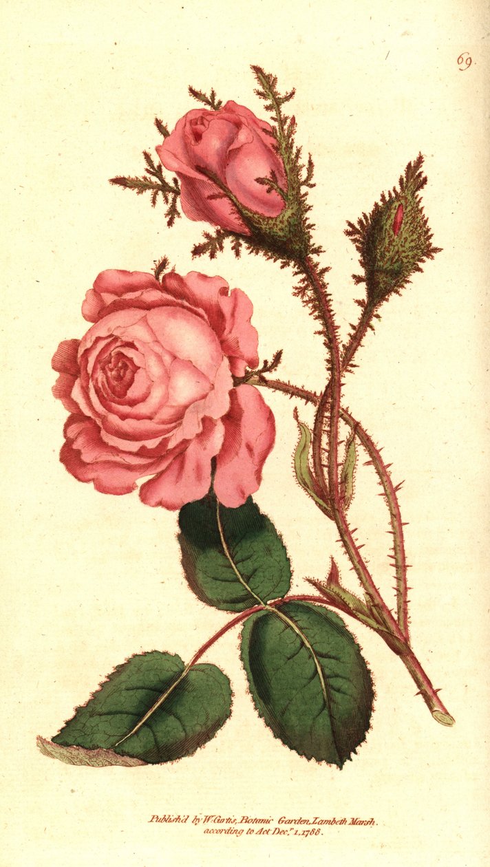 Sprankelende roos - Roze mos, Rosa centifolia f. muscosa (Rosa muscosa) door Sydenham Teast Edwards