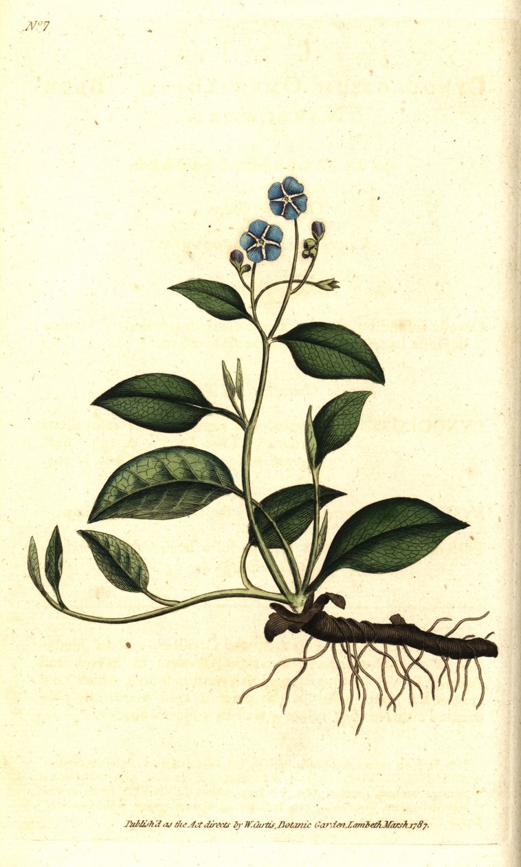 Voorjaarsomphalodes of Printaniere Kleine Bernagie - uit William Curtis