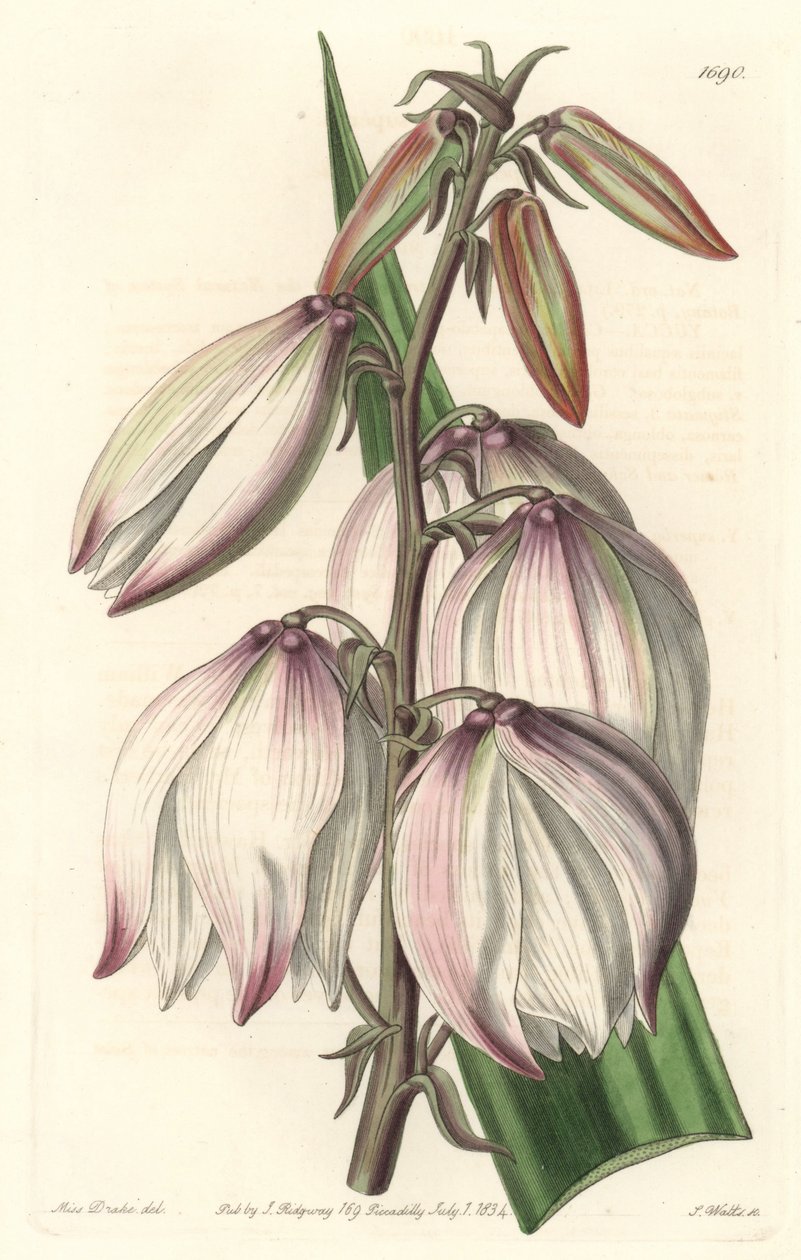 Superb Yucca, uit het Botanical Register door Sydenham Teast Edwards