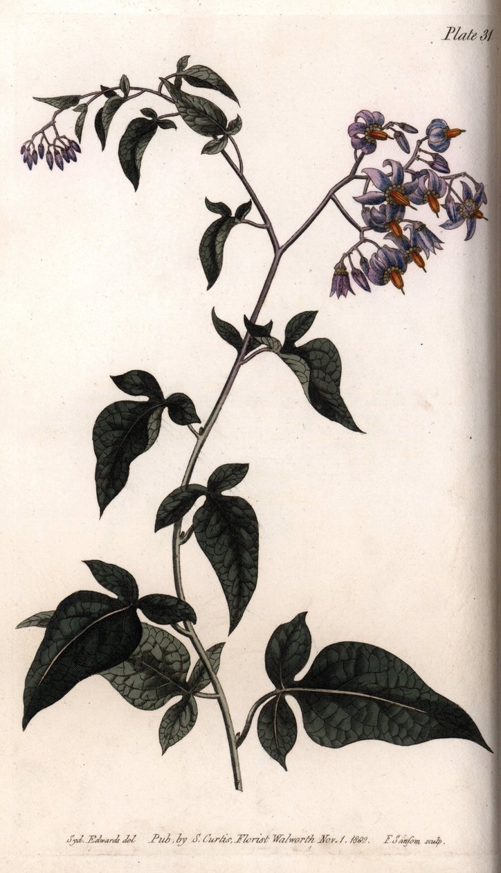 Zoete bitter of bitterzoete nachtschade. Gekleurde kopergravure, illustratie door Sydenham Edwards voor Conferences of Botanical, Botanical Garden of Lambeth door Sydenham Teast Edwards