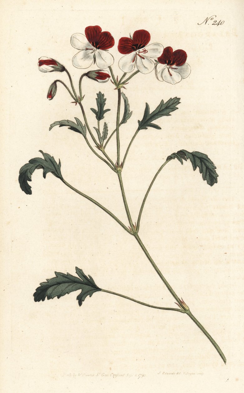 Driekleurige ooievaarsbek, Pelargonium tricolor - uit William Curtis