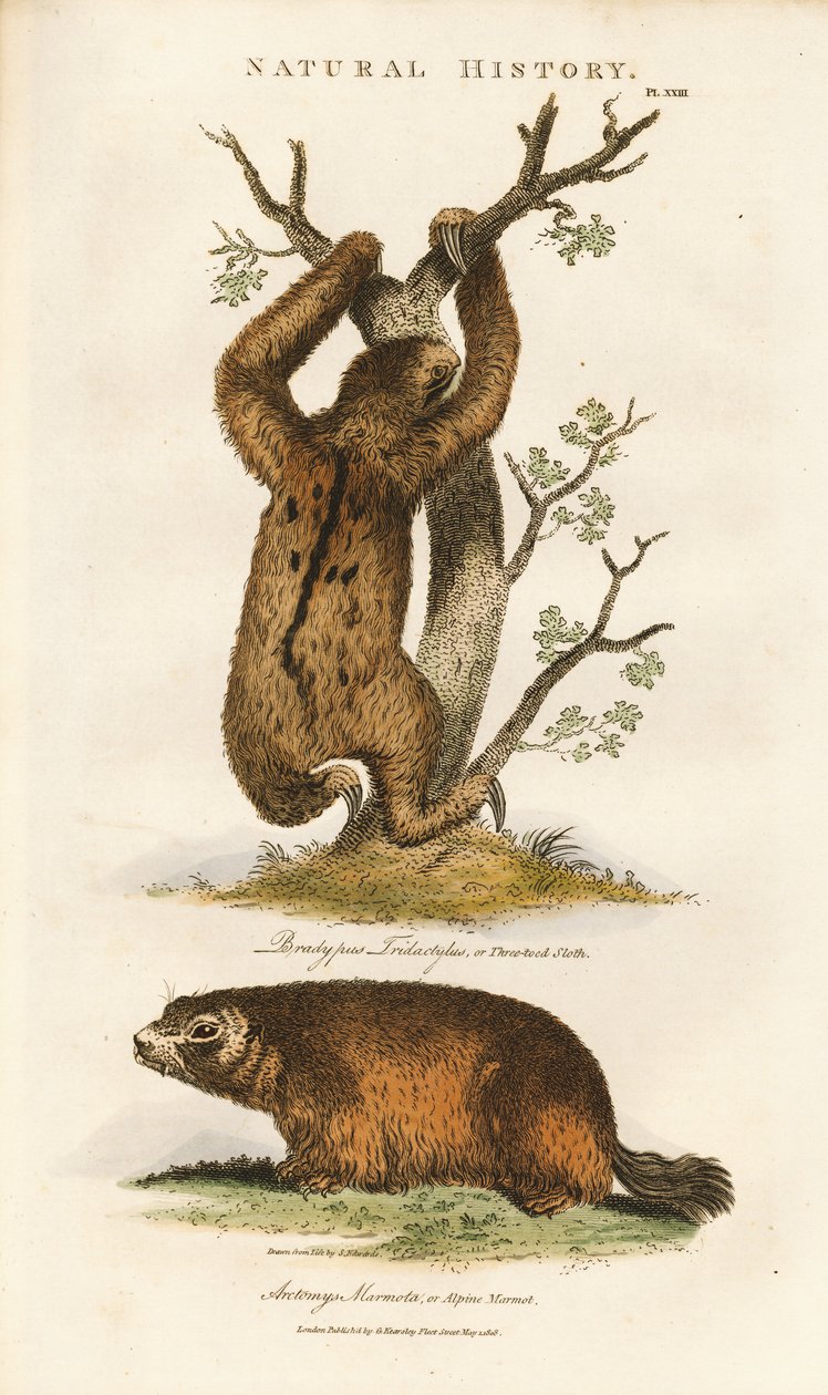 Drievingerige luiaard en Alpenmarmot door Sydenham Teast Edwards
