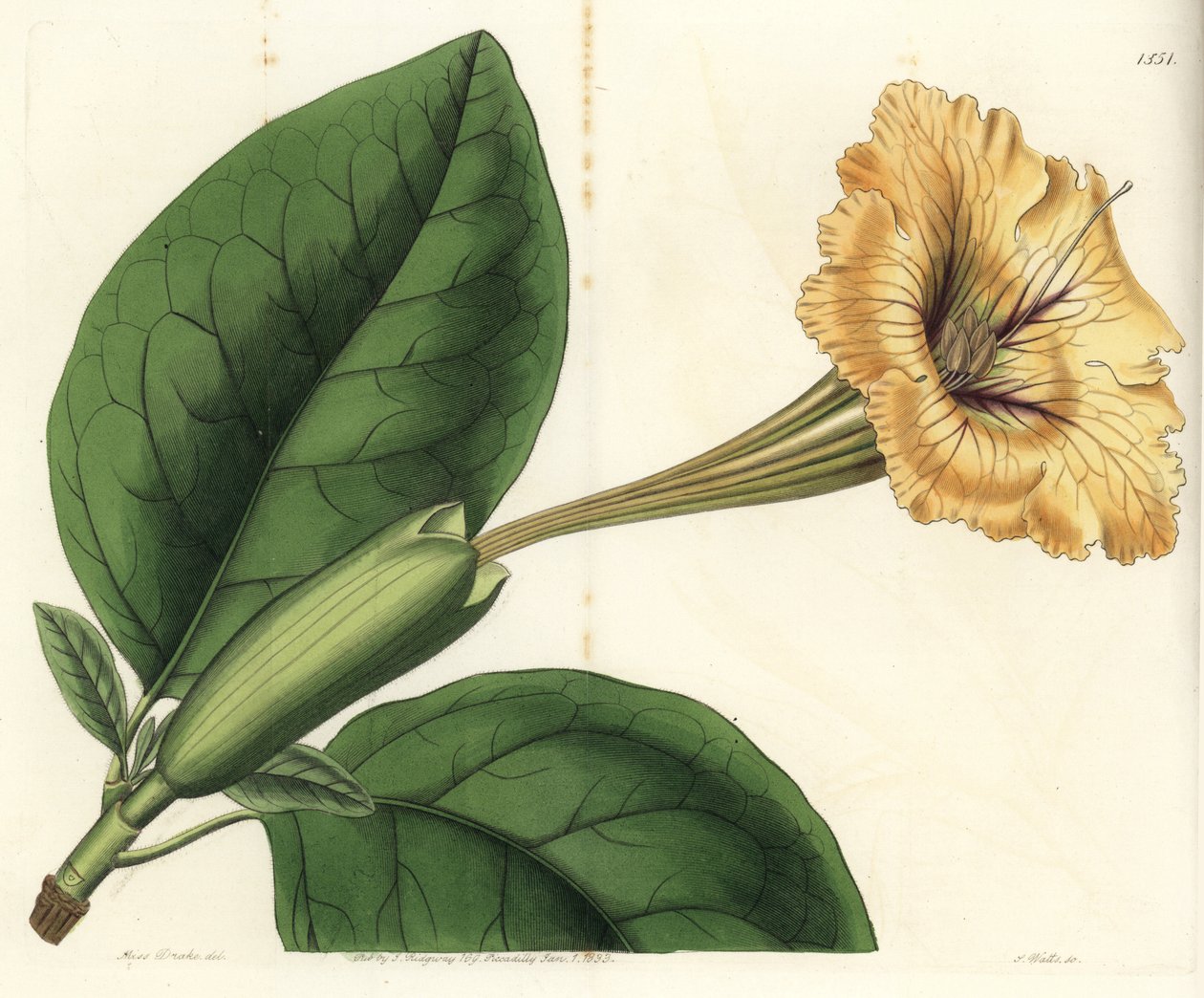 Trompet liana of gouden beker - Kelk wijnstok of gevlekte solandra, Solandra guttata door Sydenham Teast Edwards