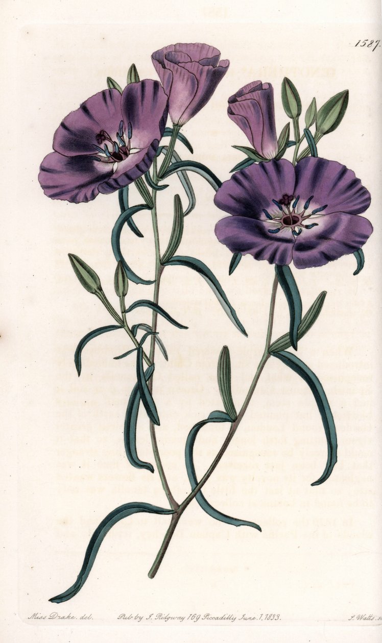Variëteit van Clarkia, inheems in Zuid-Amerika - Gegraveerd door S.Watts, uit een illustratie van Sarah Anne Drake, uit het Botanical Register van Sydenham Edwards, Engeland door Sydenham Teast Edwards