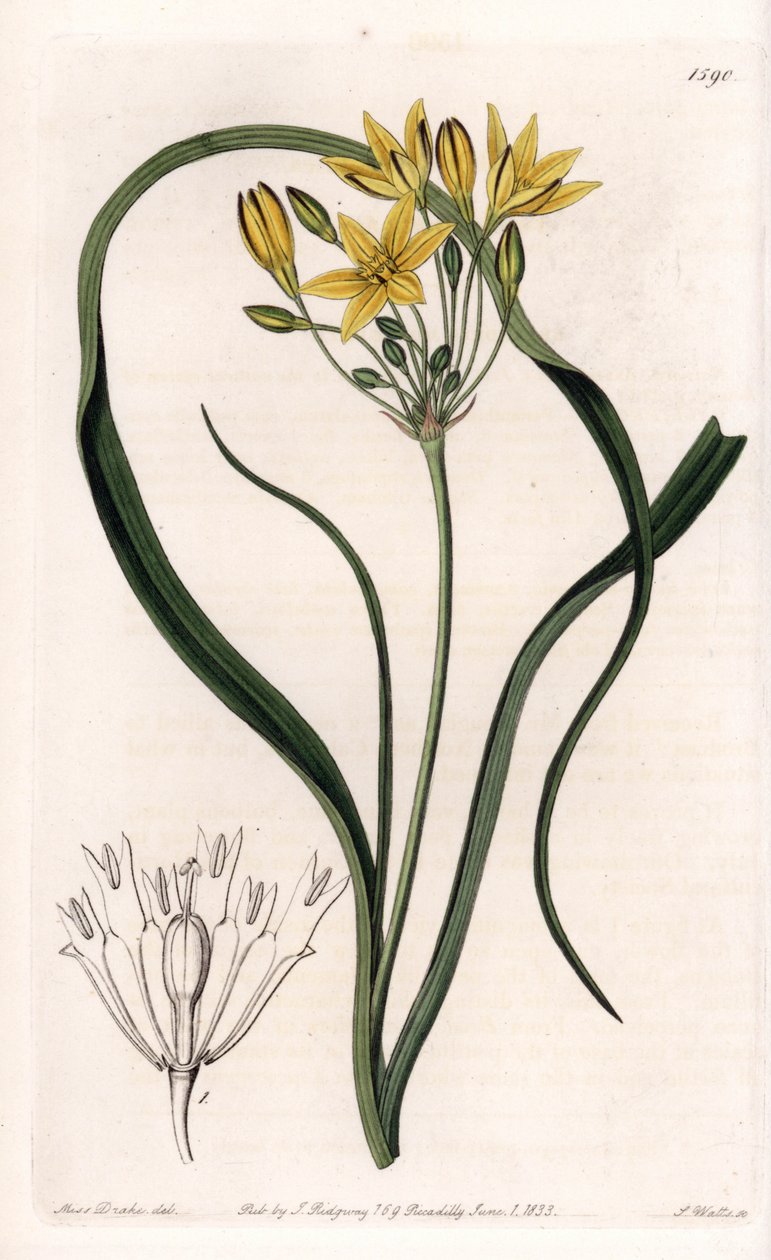 Variëteit van Triteleia of brodeleia, met gele bloemen, afkomstig uit Californië door Sydenham Teast Edwards