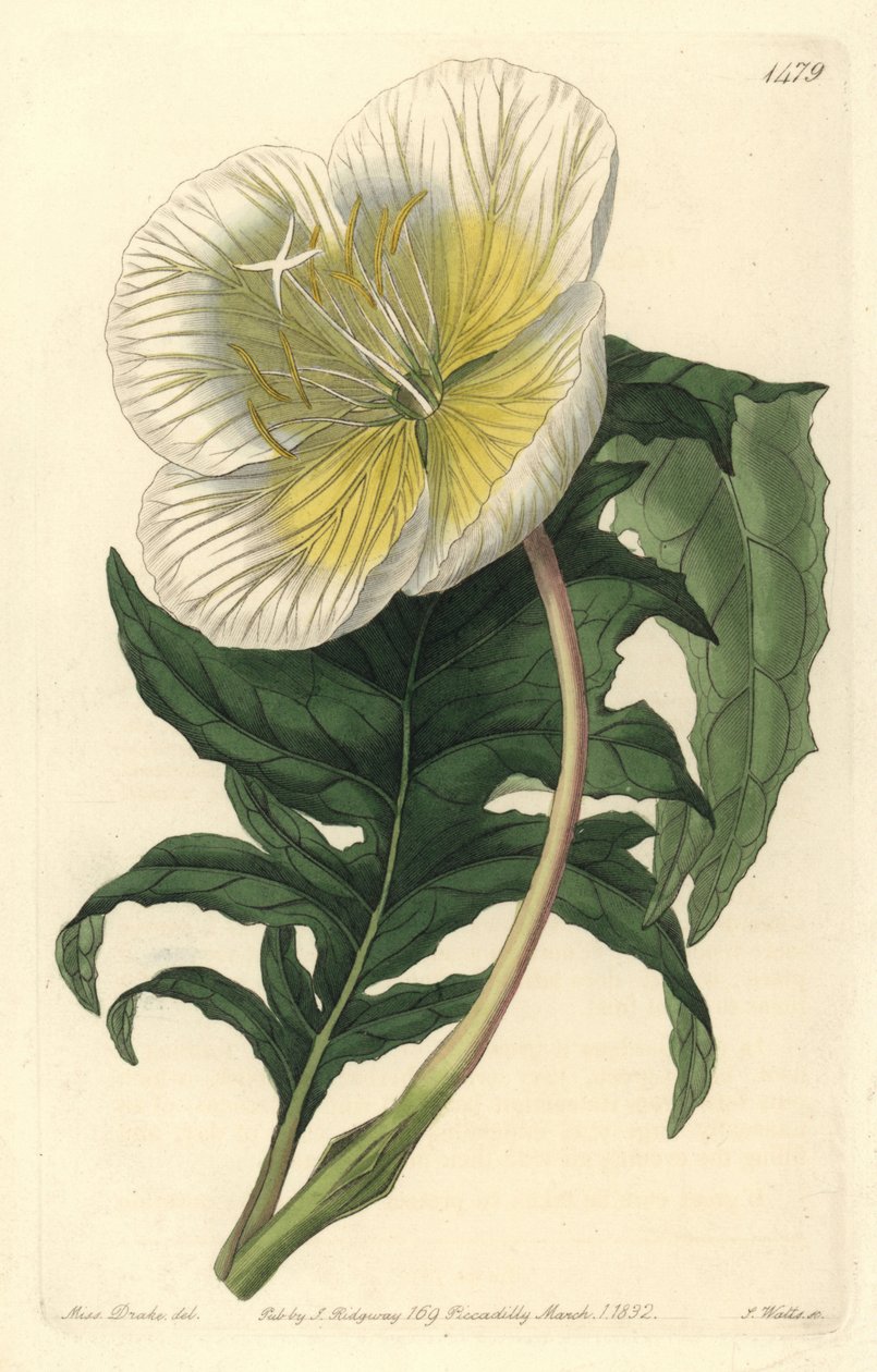 Variëteit van teunisbloem - Witte rechtopstaande teunisbloem, Oenothera anisoloba door Sydenham Teast Edwards