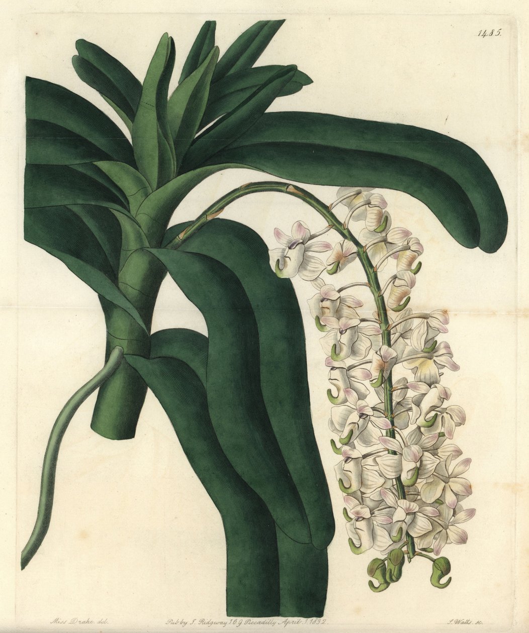 Jamaicaanse zalf orchidee door Sydenham Teast Edwards