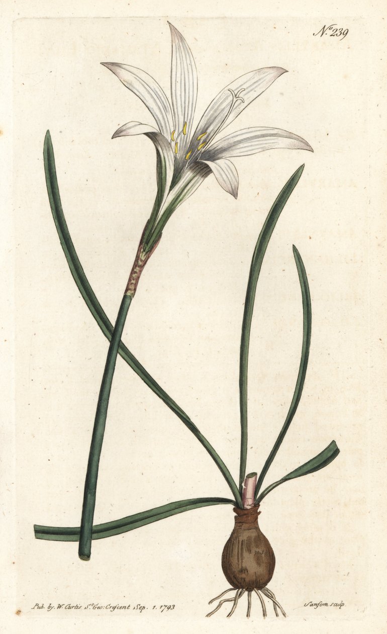 Virginia Amaryllis - Atamasco lelie, Zephyranthes atamasco (Amaryllis atamasco) door Sydenham Teast Edwards