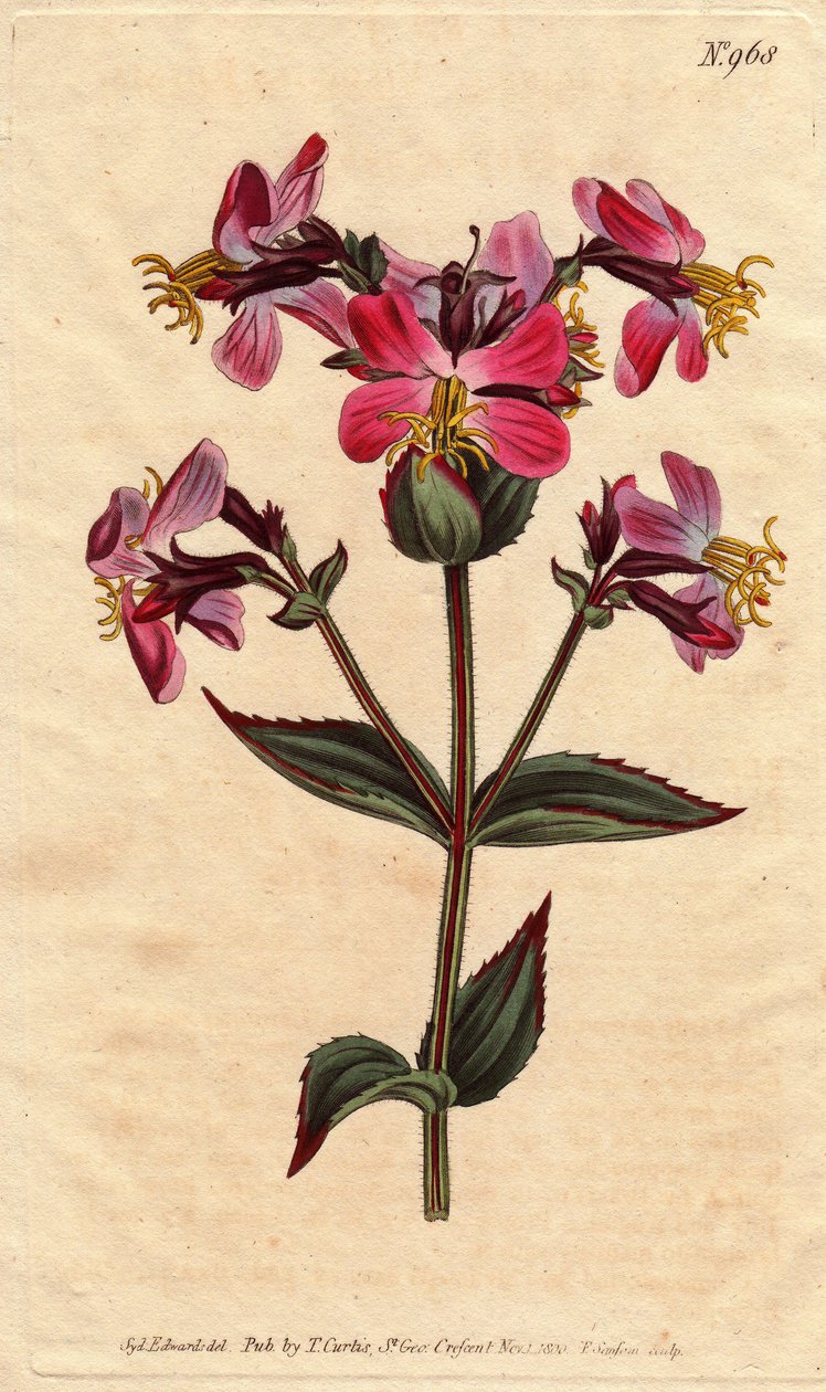 Virginia rhexia, met paarse en roze bloemen. Rhexia virginica door Sydenham Teast Edwards