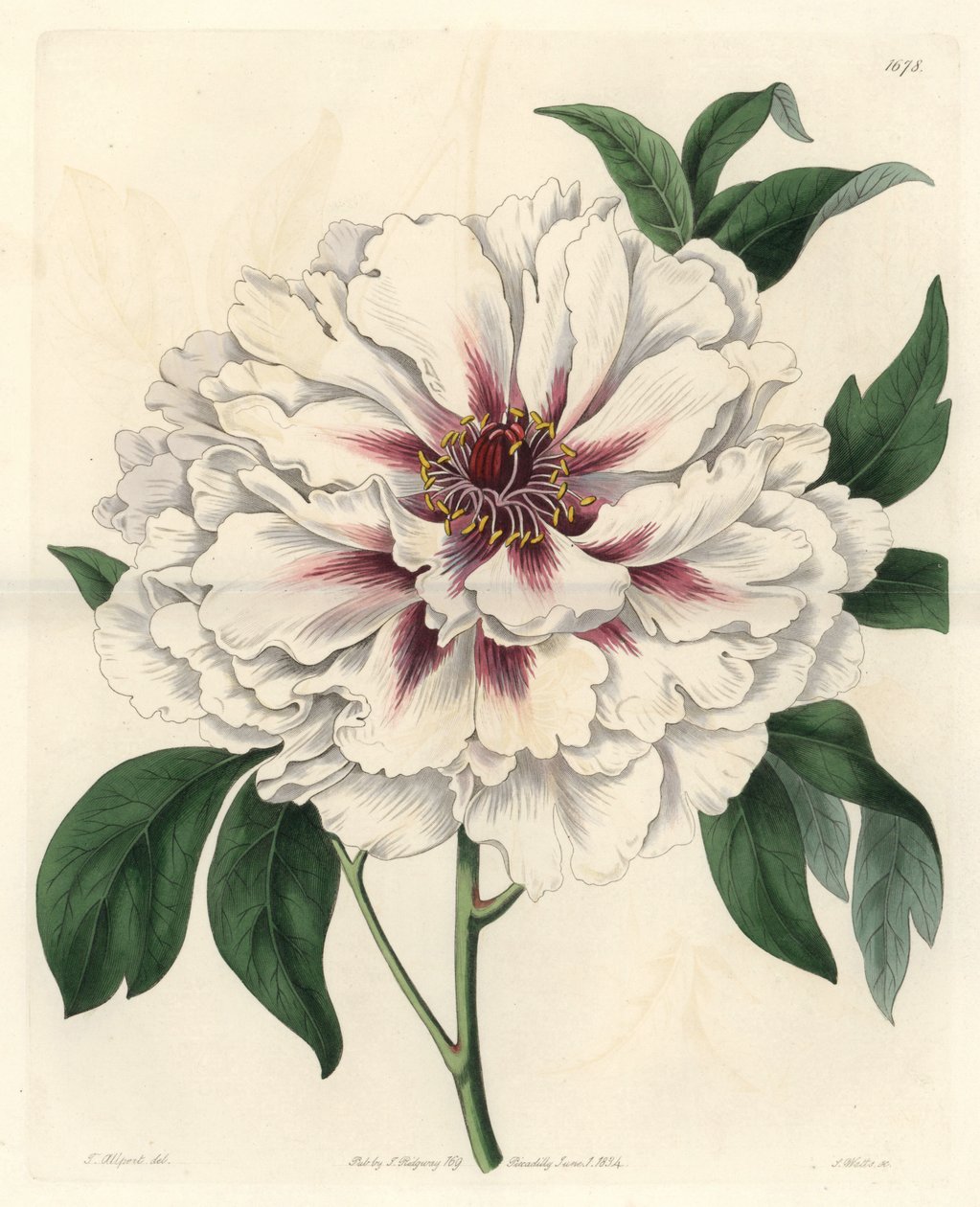 Witte struikpioen, uit het Botanical Register door Sydenham Teast Edwards