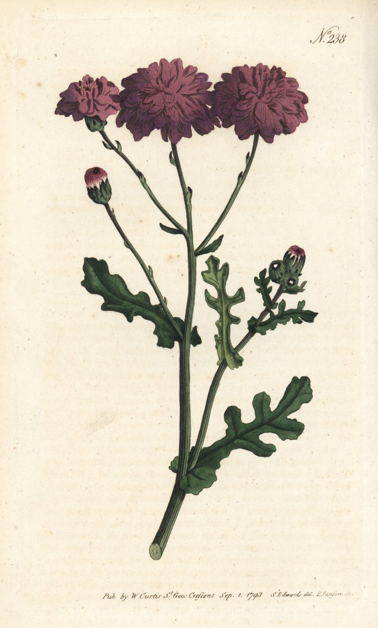 Wilde cineraria - uit William Curtis