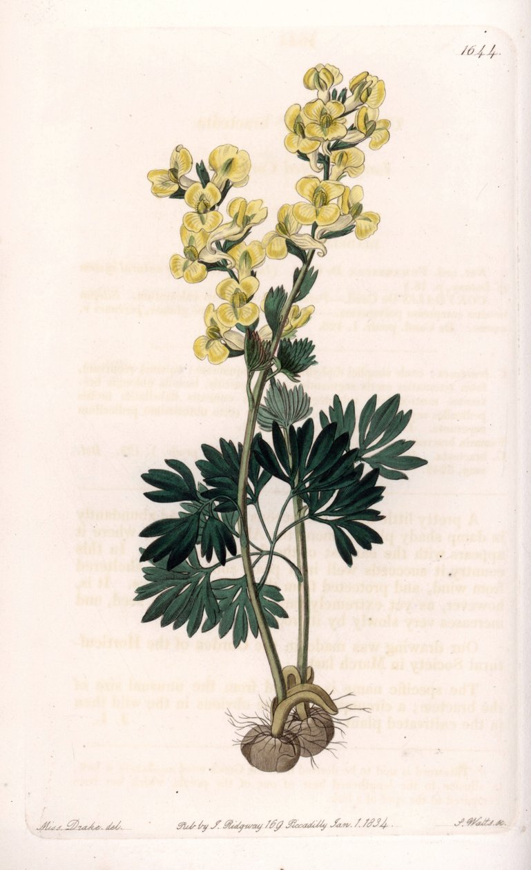 Geelbloemige corydale variëteit - Gegraveerd door S.Watts, naar een illustratie van Sarah Anne Drake (1803-1857), uit het Botanical Register van Sydenham Edwards (1768-1819), Engeland door Sydenham Teast Edwards