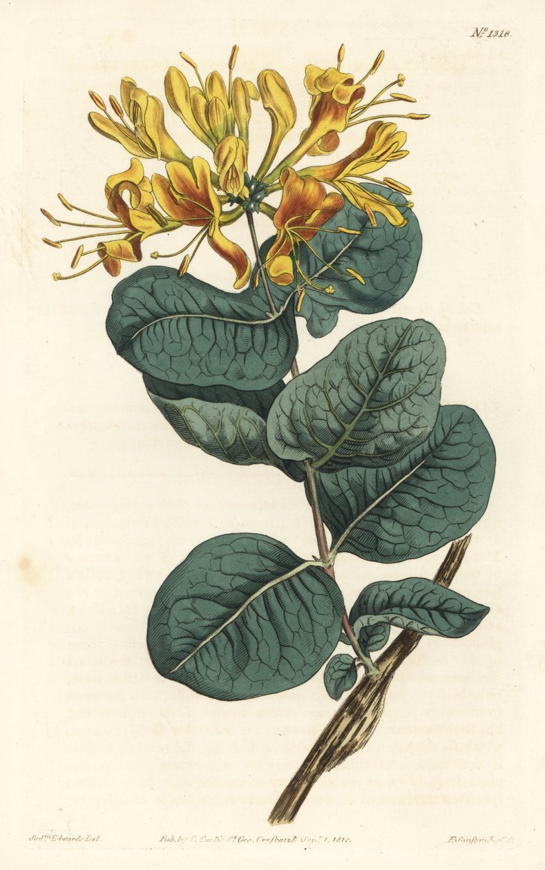 Geelbloemige kamperfoelie, uit het Botanical Magazine door Sydenham Teast Edwards