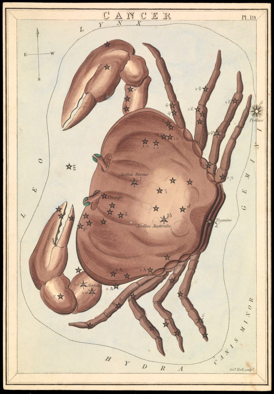 Kreeft, ca. 1825 door Sydney Hall