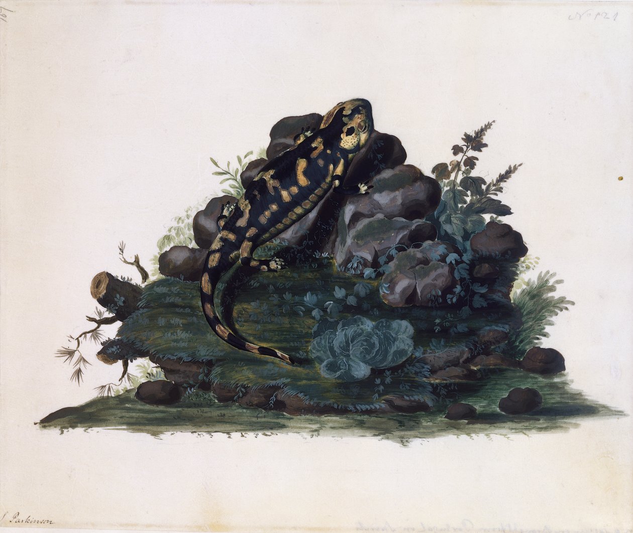 Salamander, aquarel door Sidney Parkinson (ca. 1745-1771), VK door Sydney Parkinson