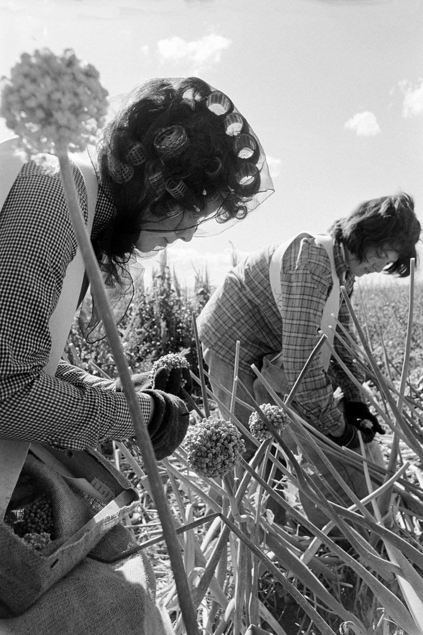 Familieboer Ed Ker op A.M. Ker Ranch is een agrarische pionier die alfalfa verbouwt door Ted Spiegel