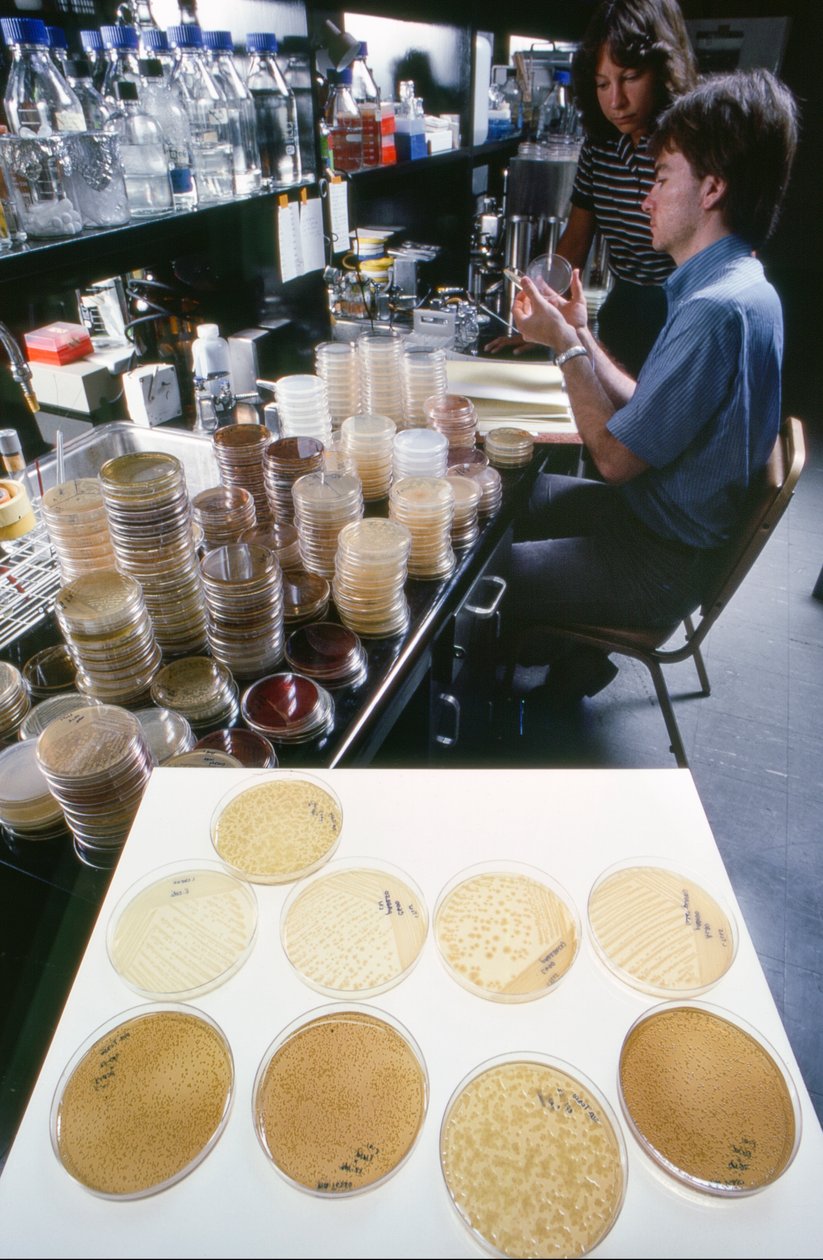 Promovendus aan de Universiteit van Illinois bestudeert recombinant DNA in de bibliotheek door Ted Spiegel