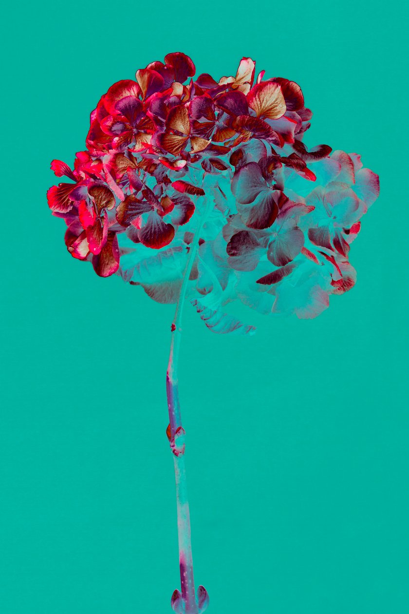 Hortensia door Teis Albers