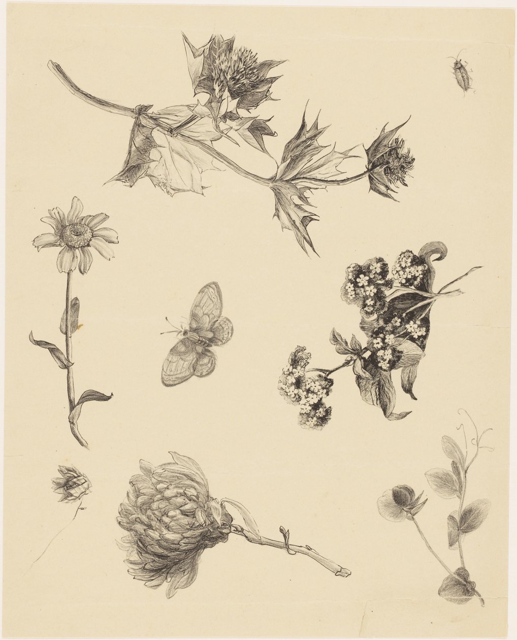 Bloemen en bladeren door Theo van Hoytema