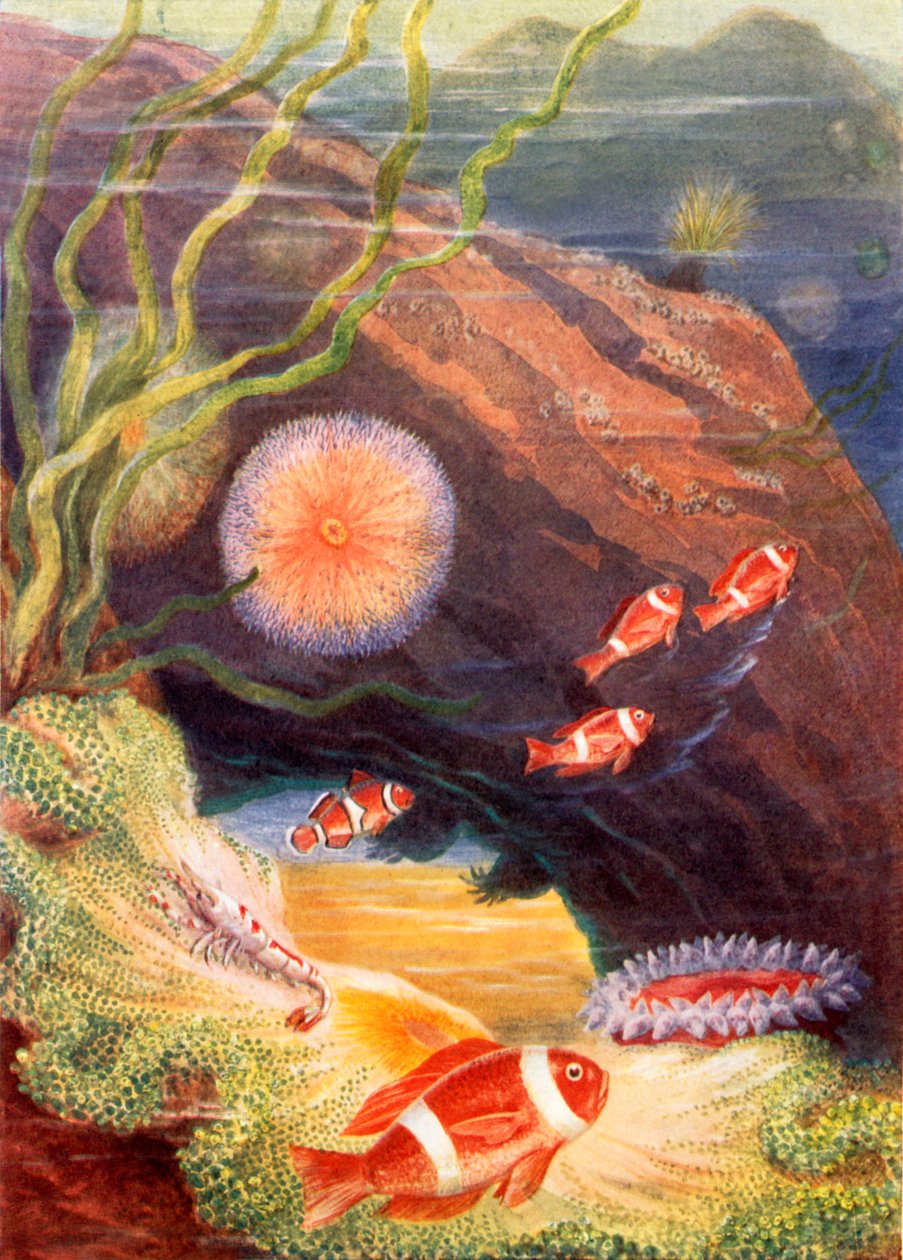 De tuin van de zee (kleurenlitho) door Theobald Carreras