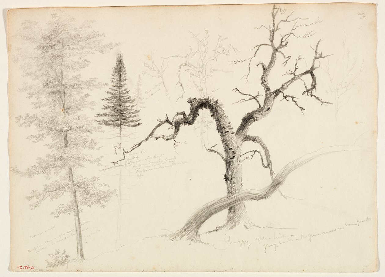 Esdoorn, balsemspar, den, ruige gele berk, witte berk, 1828 door Thomas Cole