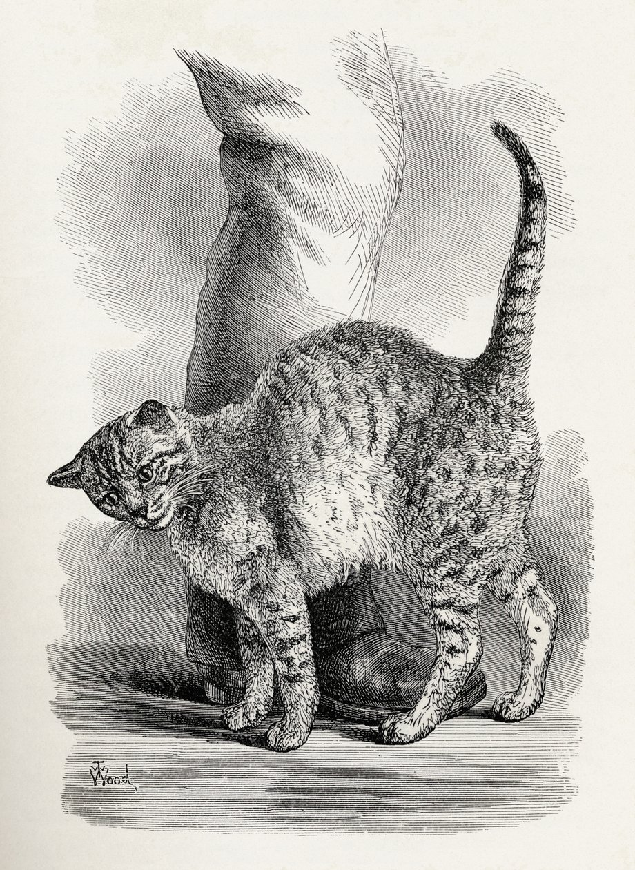 Kat in een aanhankelijke stemming, uit Charles Darwin
