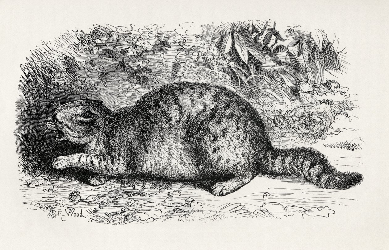 Kat wild en klaar om te vechten, uit Charles Darwin