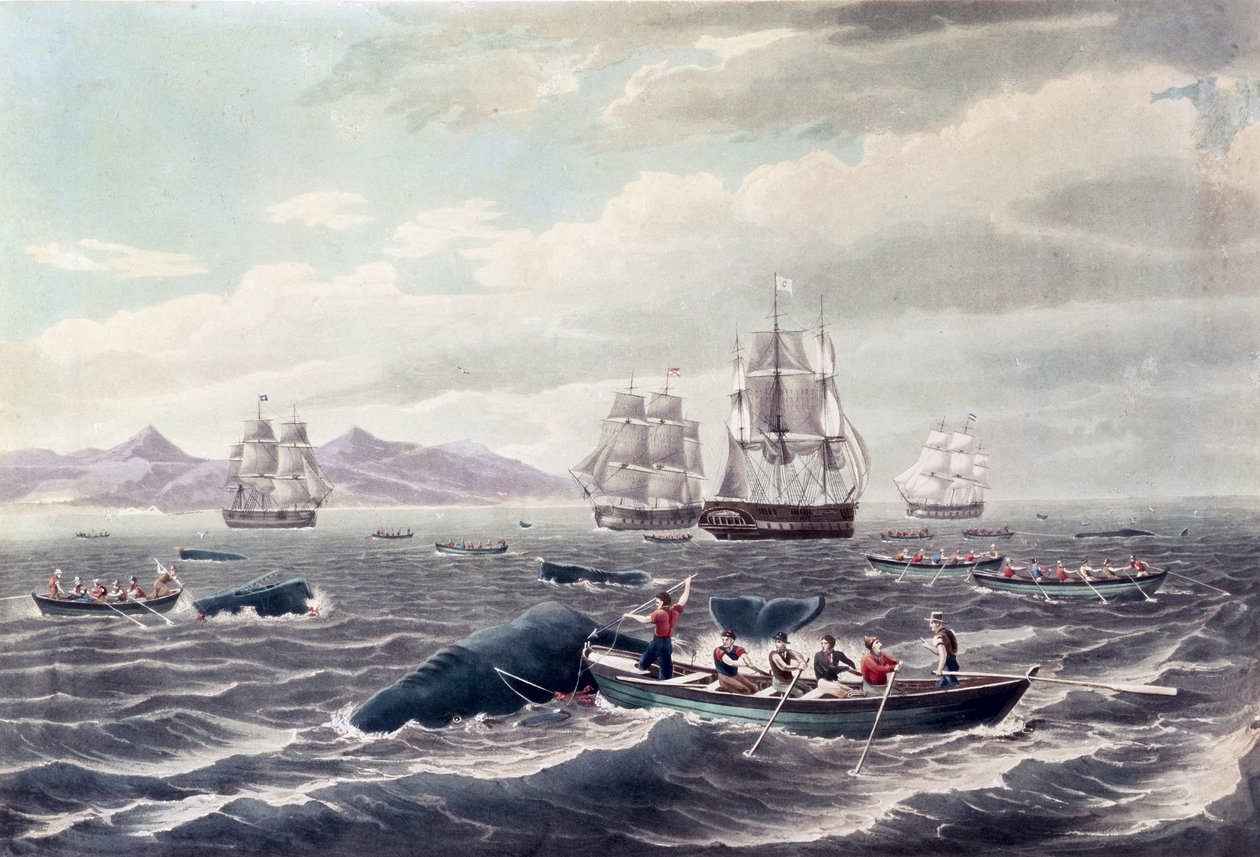 Een school potvissen, gegraveerd door J. Hill, gepubliceerd 1838 (aquatint in kleur) door Thomas (after) Birch