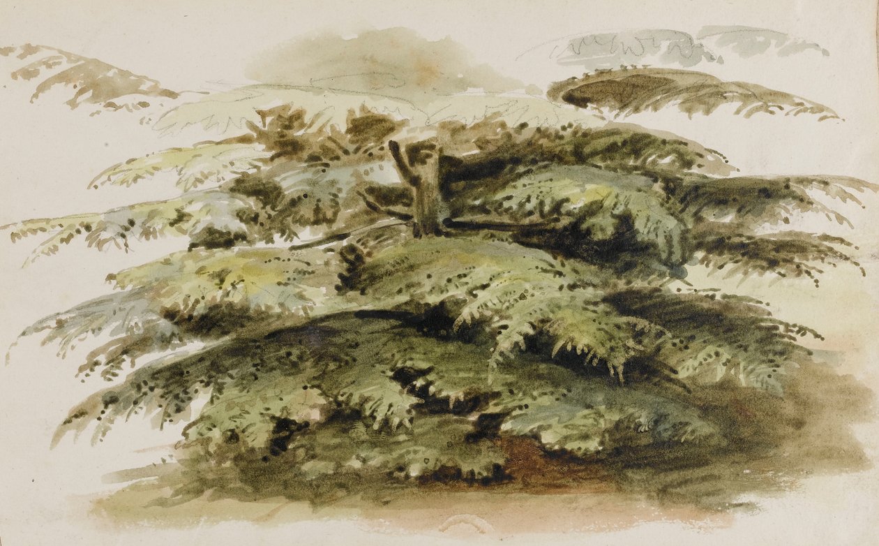 Een studie van een cederboom in Merton door Thomas Baxter