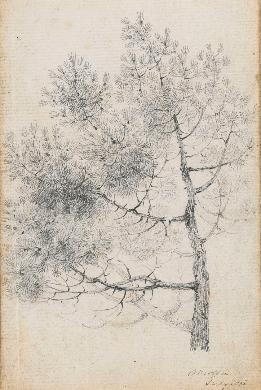 Studie van een dennenboom in Merton door Thomas Baxter