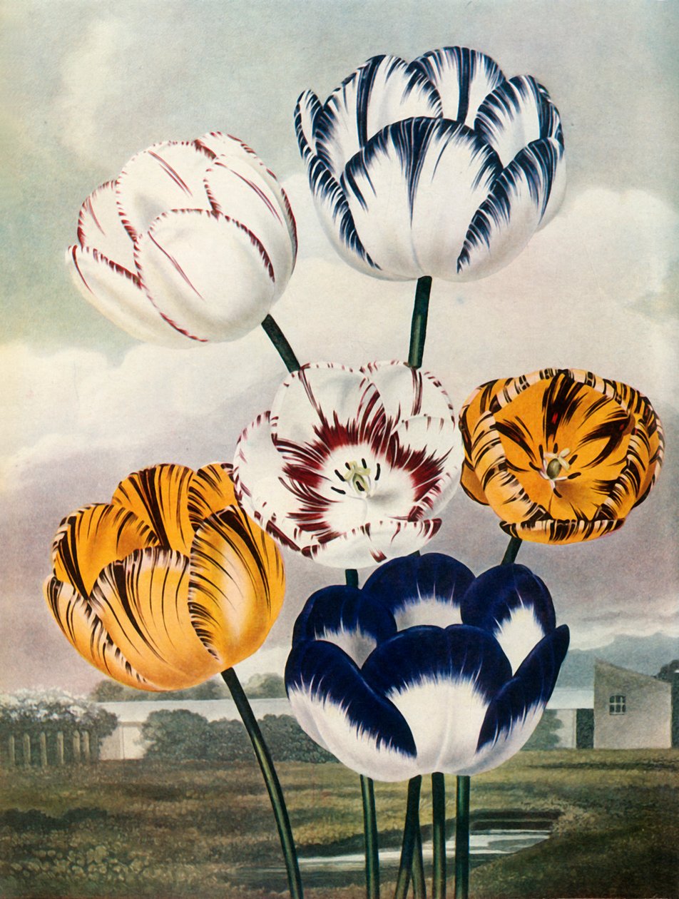 Tulpen, c1802-1821, 1948 door Thomas Baxter