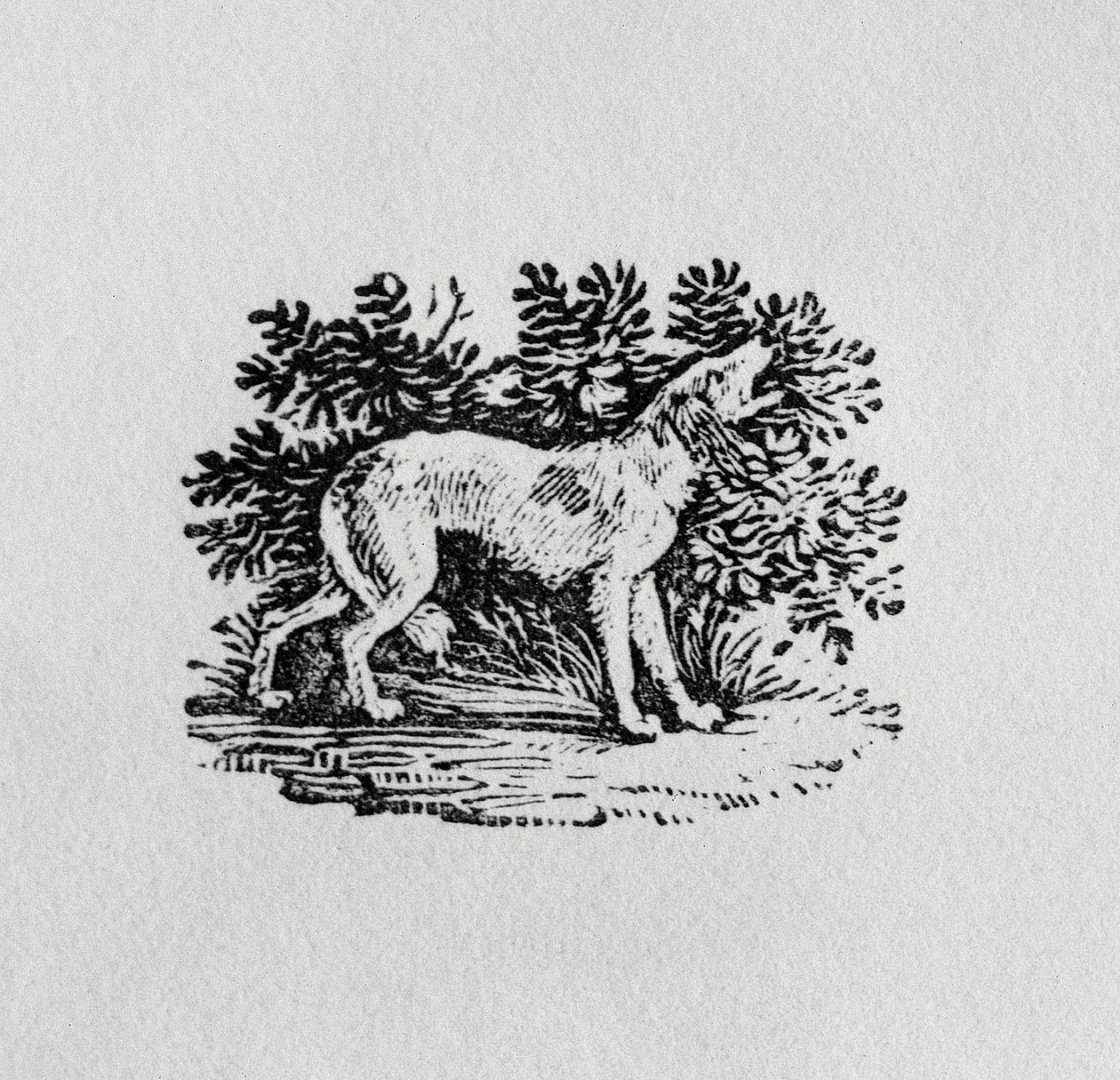 Een hond uit 