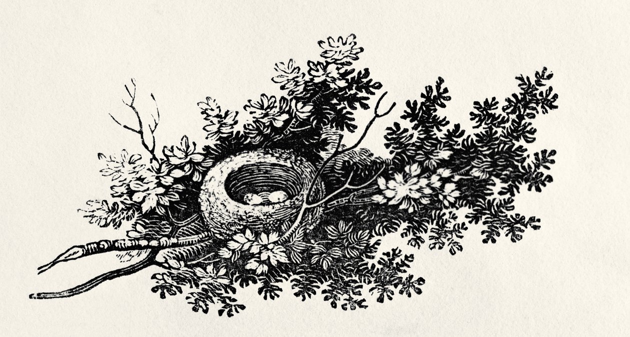 Vogelnest, uit 