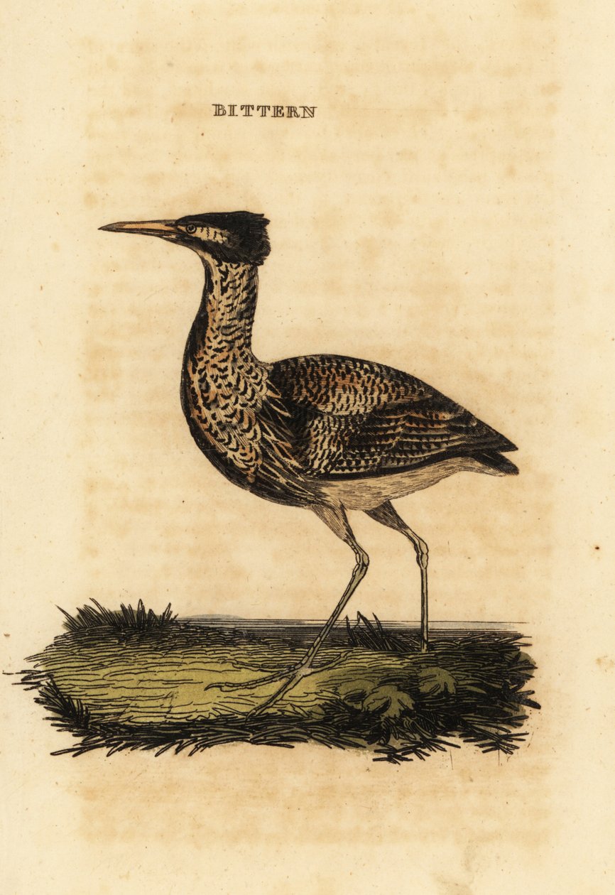 Roerdomp, Botaurus stellaris door Thomas Bewick