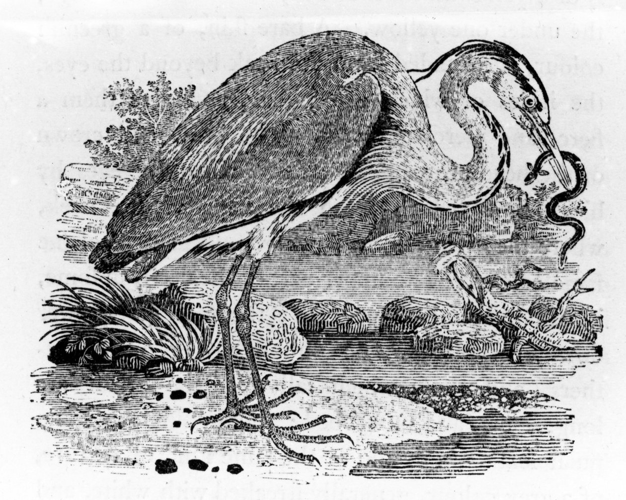 Reiger, illustratie uit 