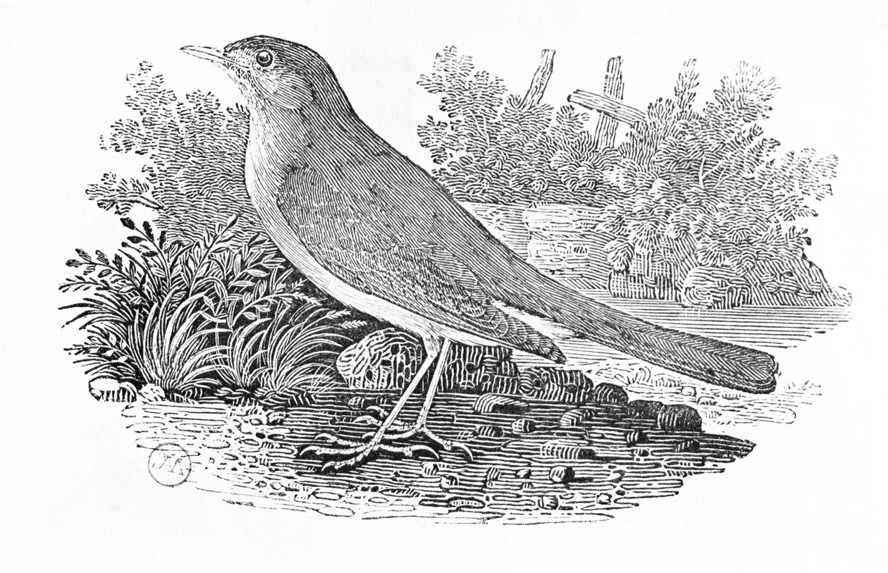 De nachtegaal (Luscinia megarhynchos) uit de 