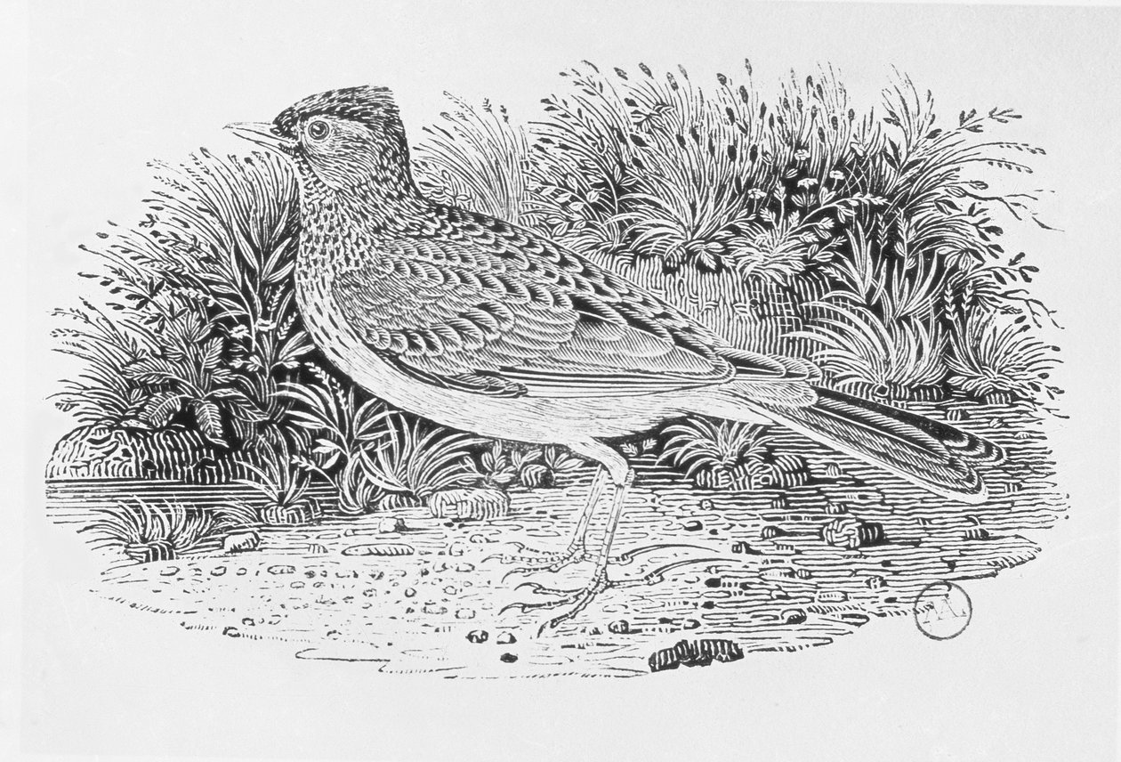 De veldleeuwerik (Alauda arvensis) uit de 