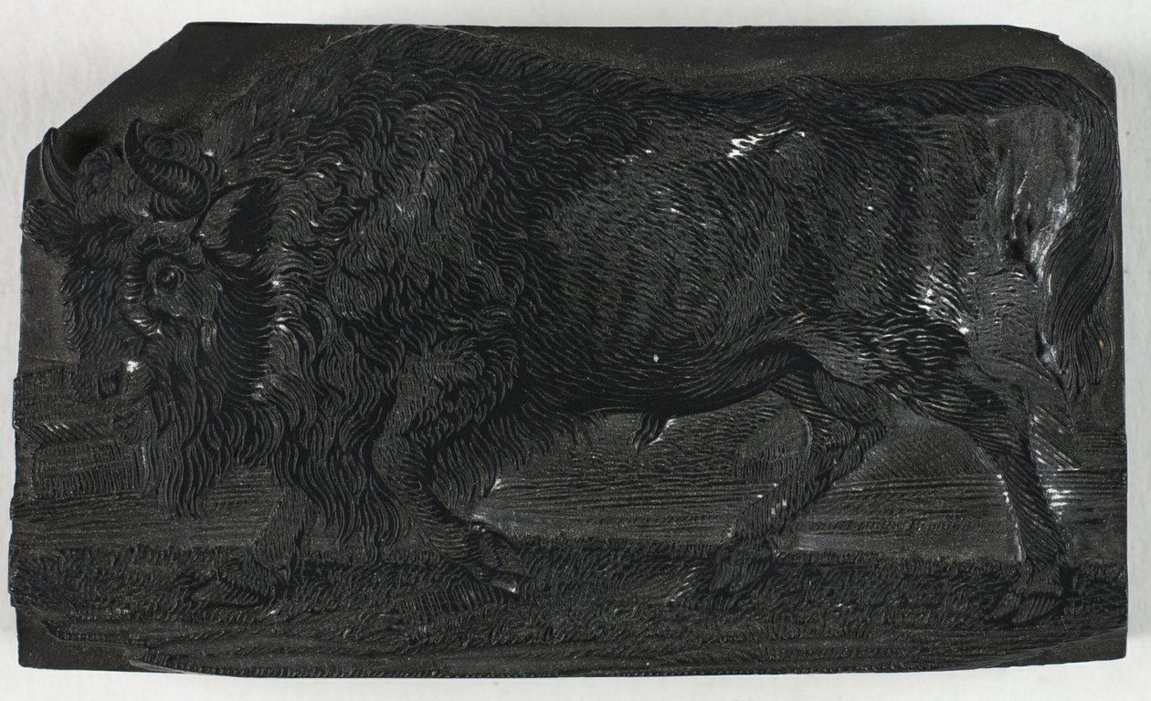Houtsnede voor De Oeros of Wilde Stier, uit Een Algemene Geschiedenis van Viervoeters door Thomas Bewick