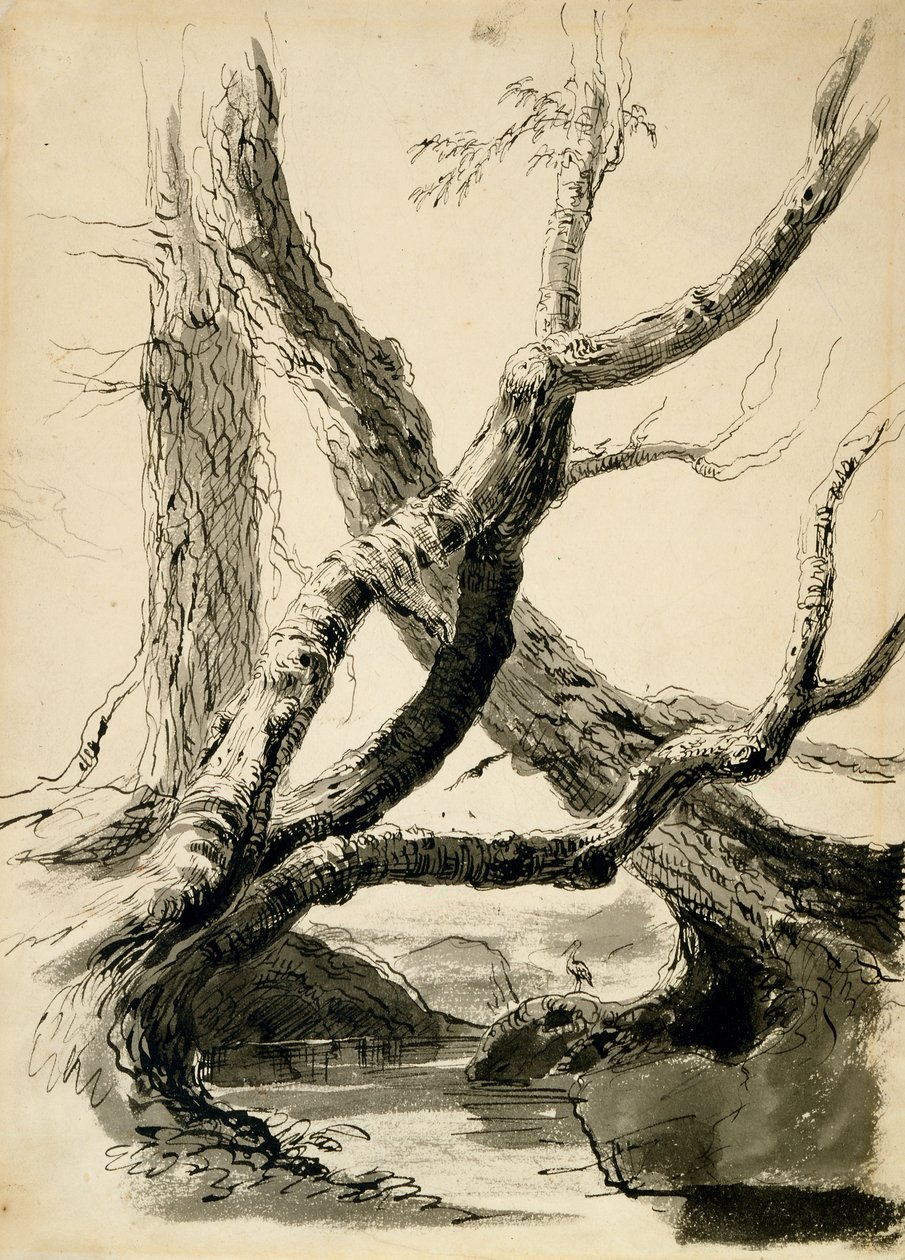 Schets van boomstammen door Thomas Cole