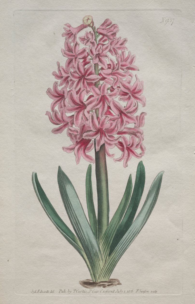 Het Botanische Tijdschrift of Bloementuin Getoond: Tuinhyacint door Thomas Curtis